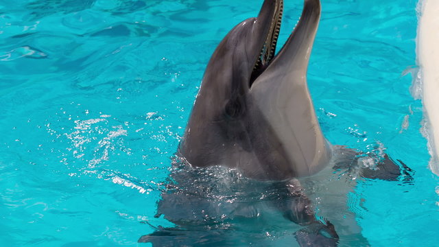 Happy Dolphin in the Pool