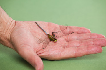 Hand holding a dead dragon fly