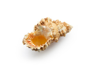 Seashell isolated on a white background.