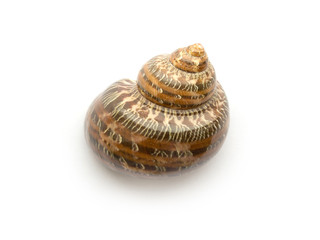 Snail shell isolated on a white background close up.