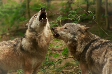 huilende wolven