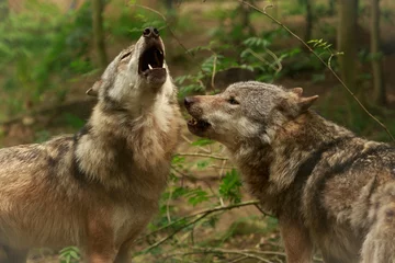 Fotobehang Wolf huilende wolven