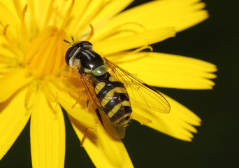 wasp on a dandelion 