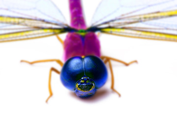 Colorful dragon fly