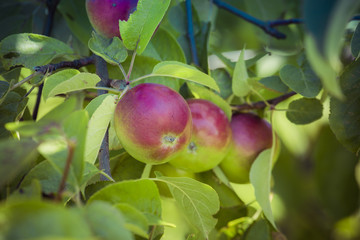 Ripe apples on the tree