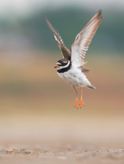 Common ringed plover in flight