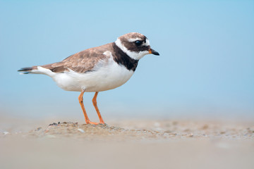 Common ringed plover