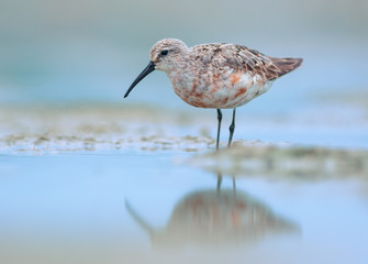 Curlew sandpiper
