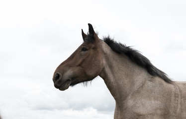 Fototapeta na wymiar closeup of horse head