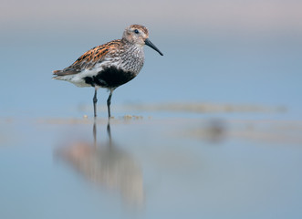 Dunlin