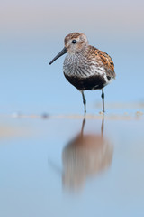 Dunlin