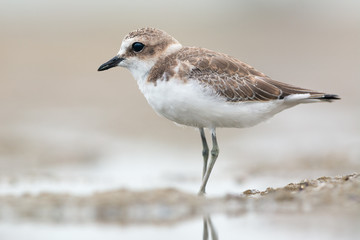 Juvenile kentish plover