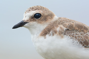 Kentish plover portrait