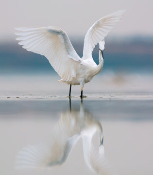 Little egret, wings outstretched