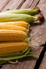 Delicious corn cobs. © margostock