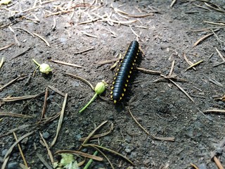 marching along the trail