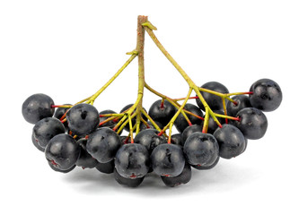 aronia (chokeberry).