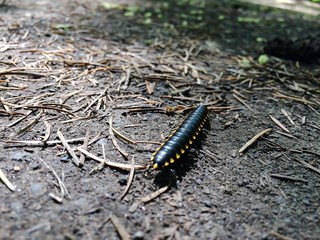 all creatures big and small