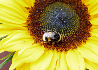 Bumblebee on a sunflower in closeup