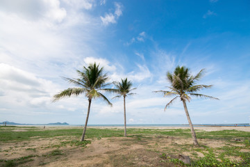 Three coconut palm tree on the beach