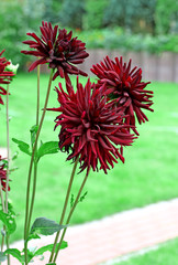 dahlia..