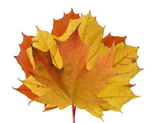 Colorful Maple leaves in fall