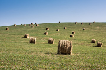Fototapeta premium Hay Bales. Hay bales on harvested field.
