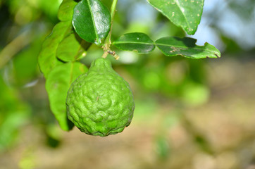 bergamot,garden,green,background,wall,fresh,food,fruit