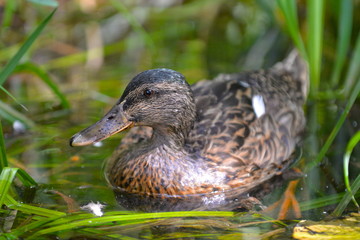 Canard