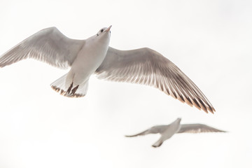 Obraz premium Flying Seagull, Most Famous Among seabirds Isolated on White 