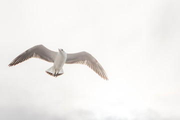 Obraz premium Flying Seagull, Most Famous Among seabirds