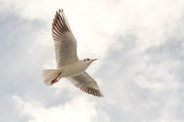 Flying Seagull, Most Famous Among seabirds