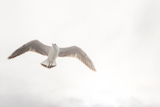 Flying Seagull, Most Famous Among seabirds