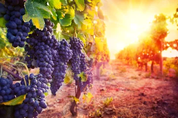 Poster de jardin Vignoble vignoble avec des raisins mûrs en campagne au coucher du soleil