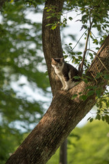 樹上ののらねこ
