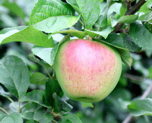 Red apples on apple tree branch