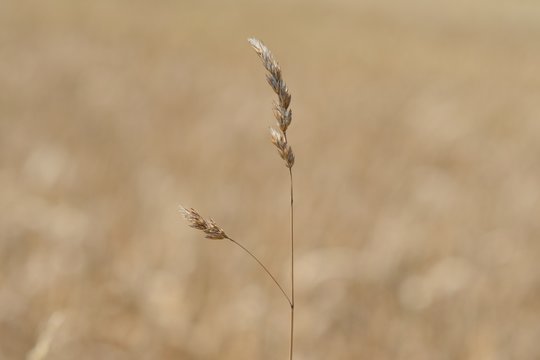 Getreidehalm