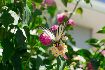 Splendida farfalla su un fiore