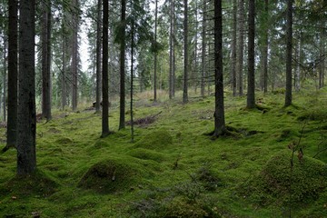 Wald in Finnland