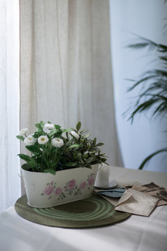 Daisies in flower pot