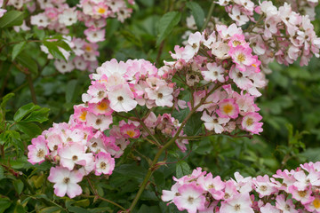 Beauty bush in flower