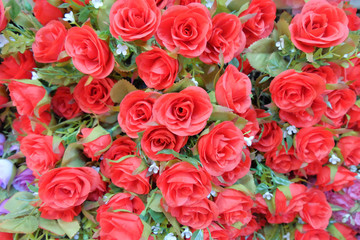 rose paper backgrounds