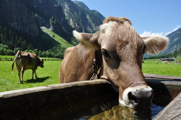 Obraz premium Kuh an Viehtränke in Tirol / Österreich