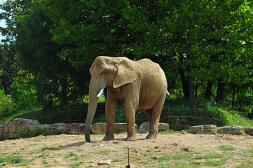 éléphant