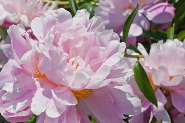 Peony flowers.