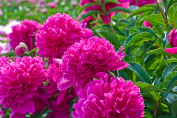 Obraz premium Peony flowers.