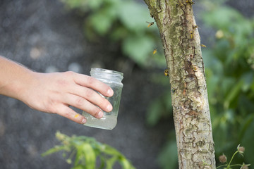 Wabienie os do słoika © 07photo