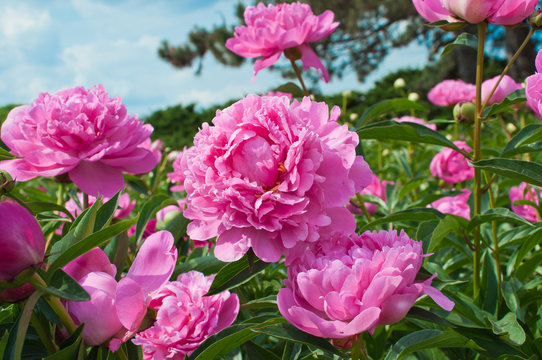 Fototapeta Peony flowers.