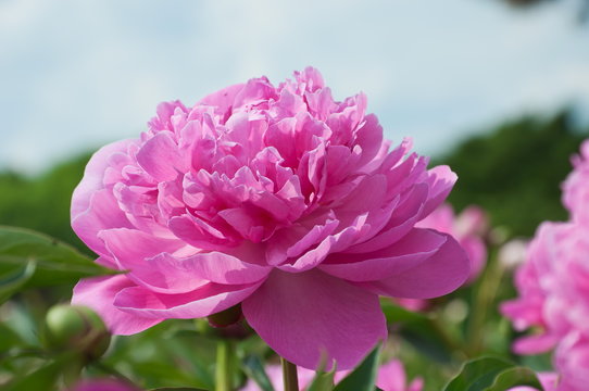 Fototapeta Peony flowers.