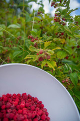 cueillette de framboises sauvages